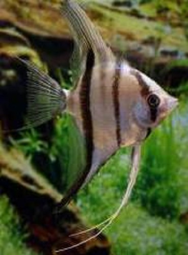 Pterophyllum scalare Rio Xingu SM